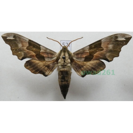 Mimas tiliae (Linnaeus, 1758) Poland52l